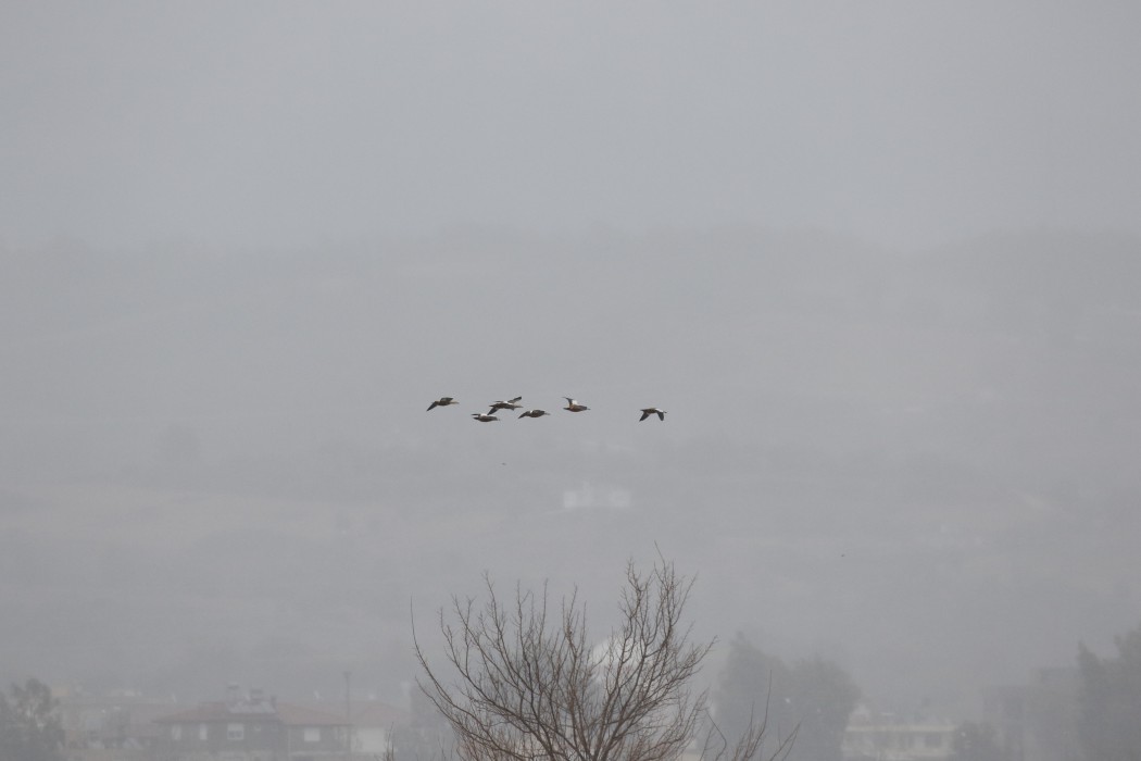 Ruddy Shelduck