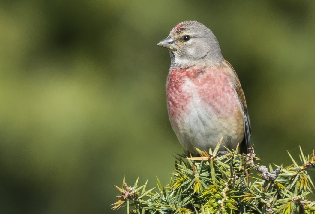Common Linnet
