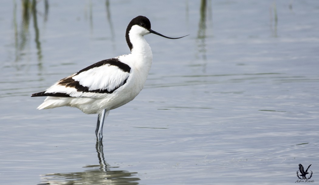 Pied Avocet