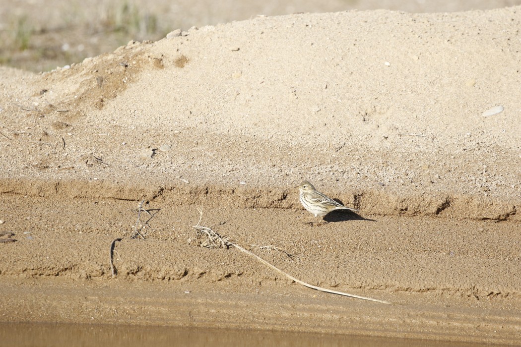 Meadow Pipit