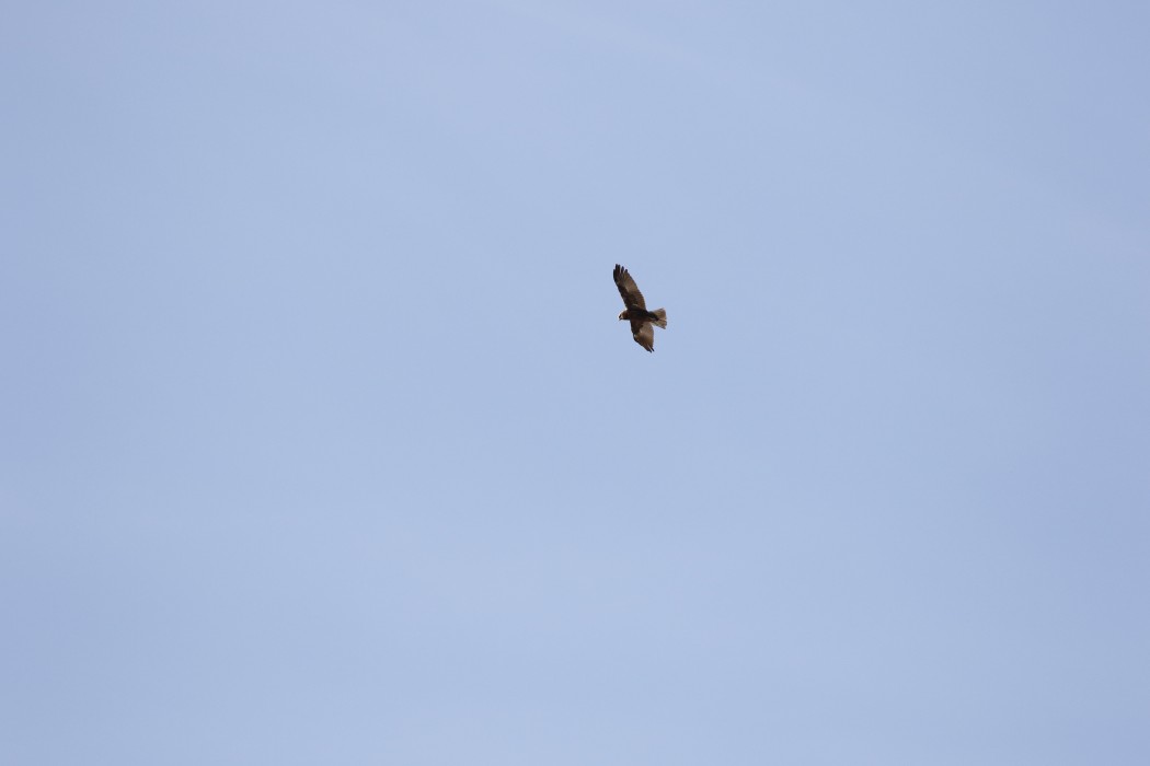 Western Marsh Harrier