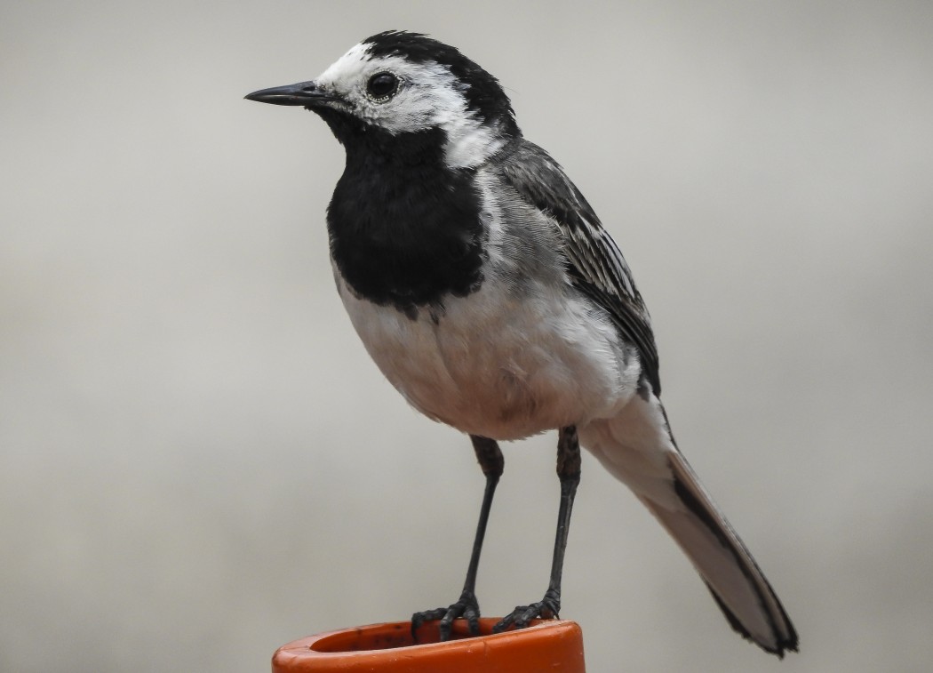 White Wagtail