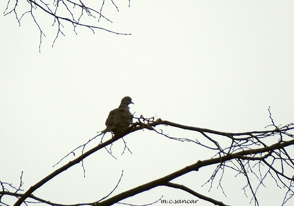Eurasian Collared Dove