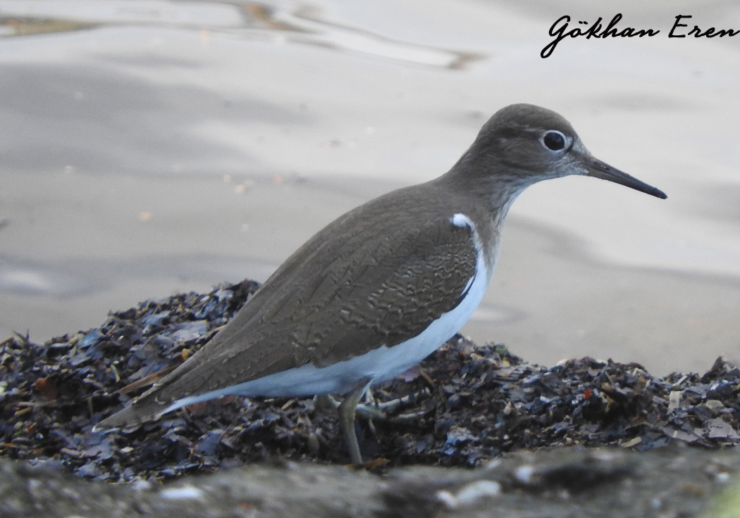 Common Sandpiper