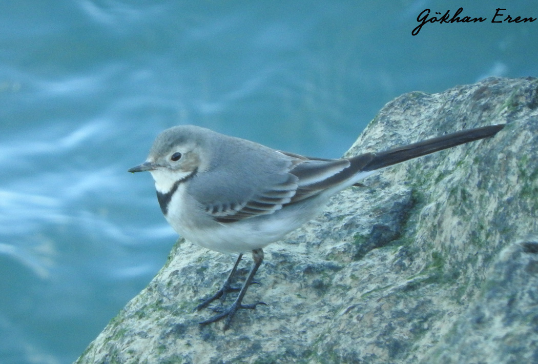 White Wagtail