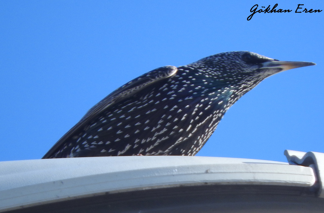 Common Starling