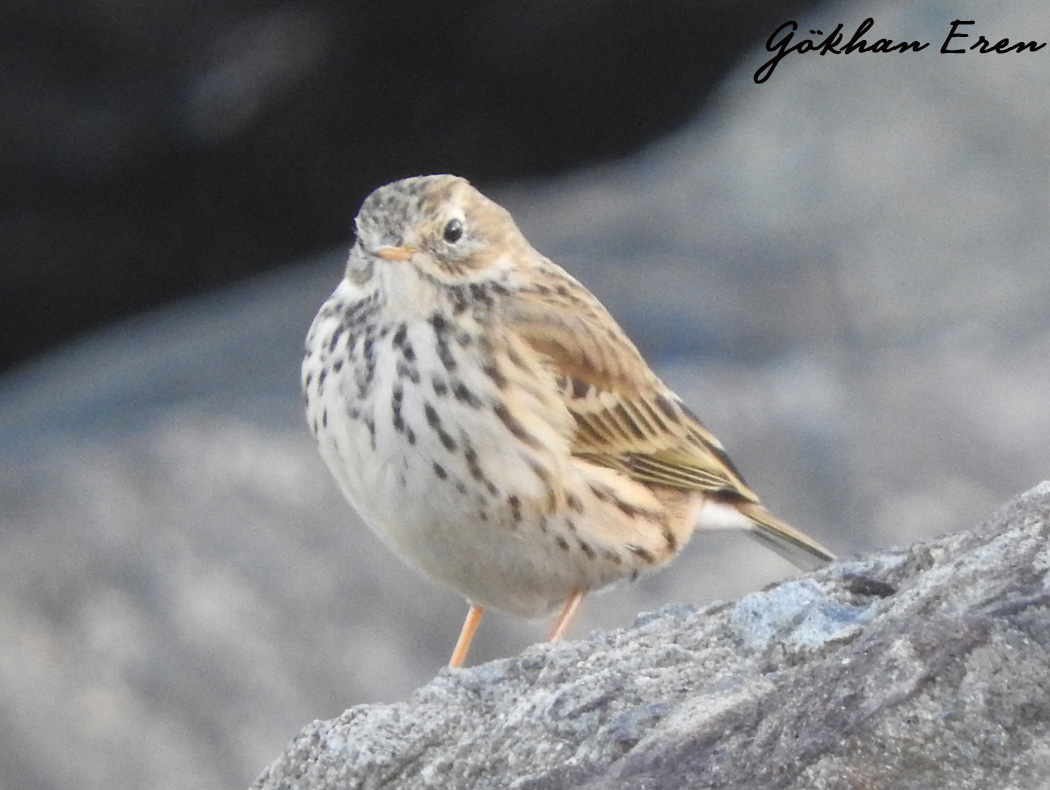 Meadow Pipit