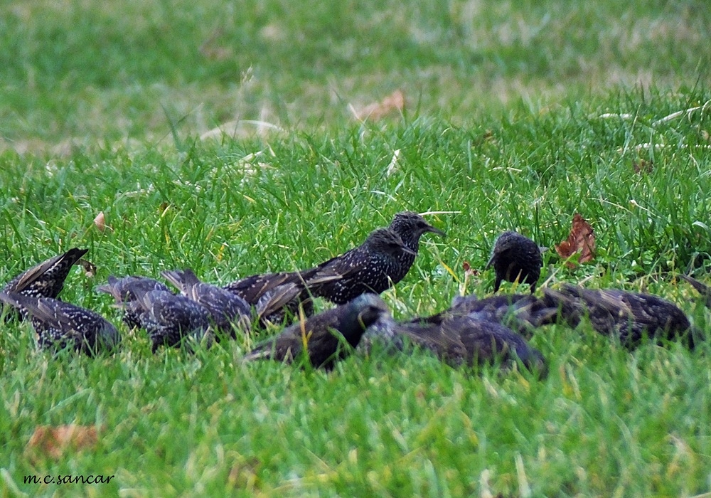 Common Starling