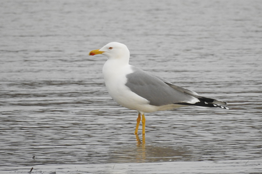 Yellow-legged Gull