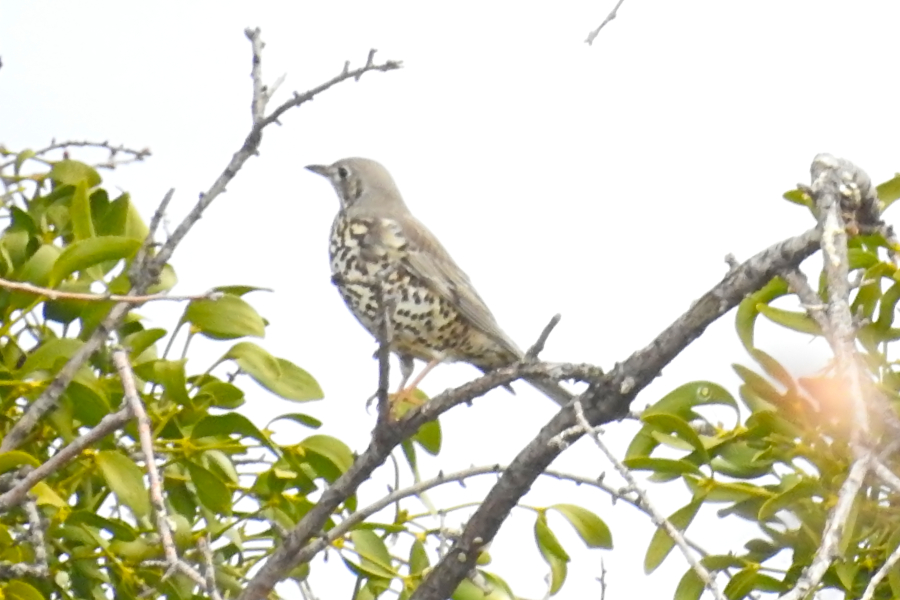 Mistle Thrush