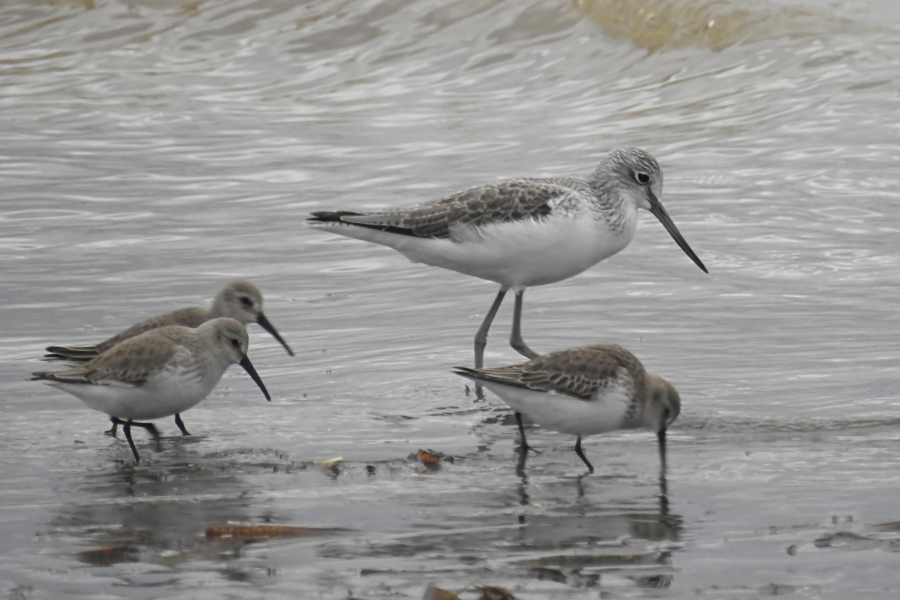 Common Greenshank