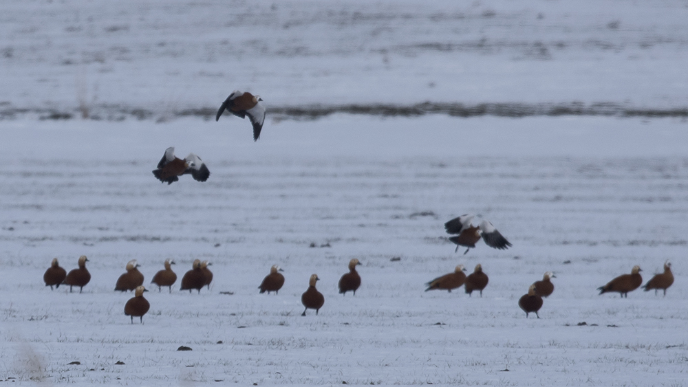 Ruddy Shelduck