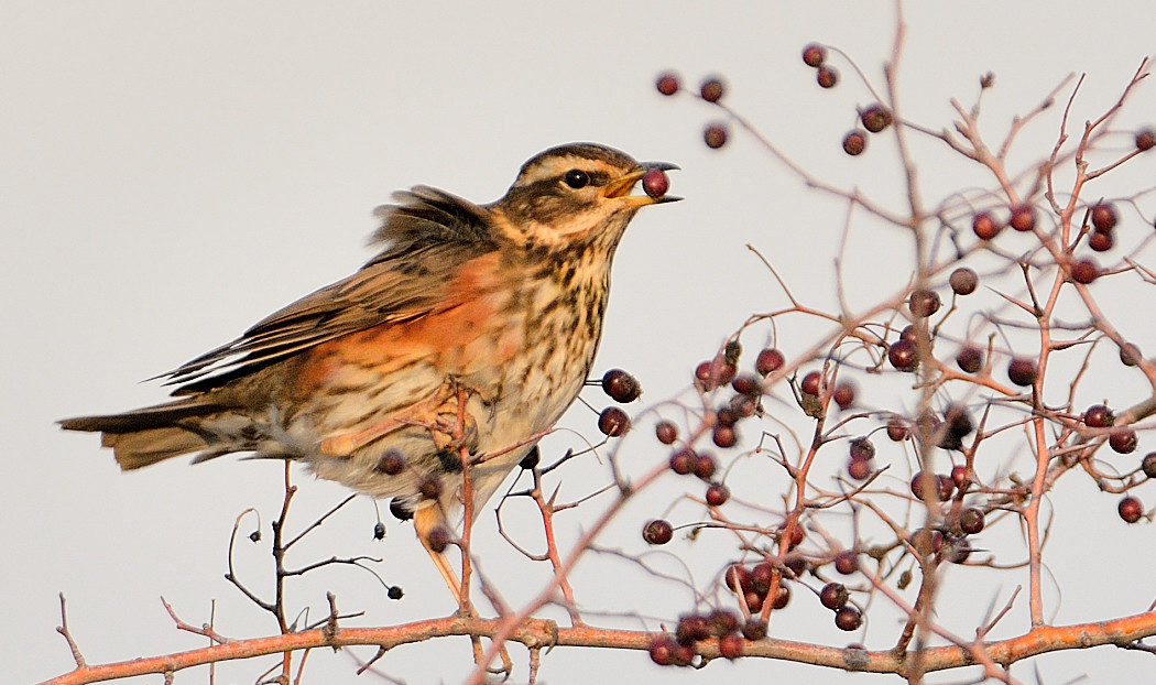 Redwing