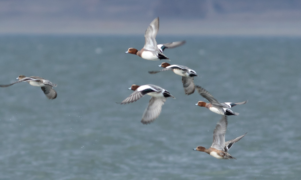 Eurasian Wigeon