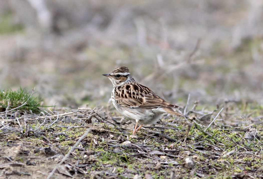 Woodlark