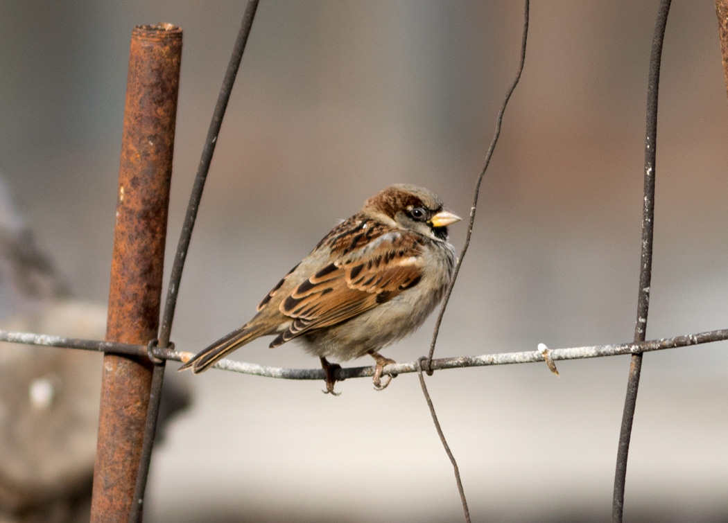 House Sparrow