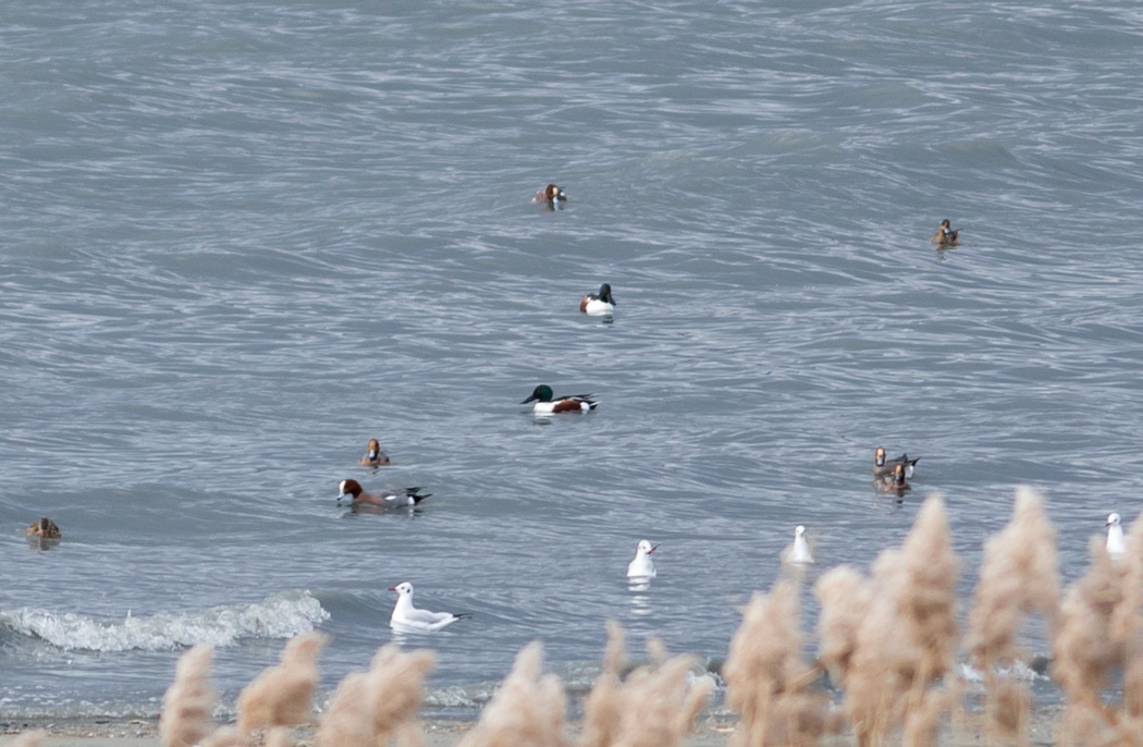 Northern Shoveler