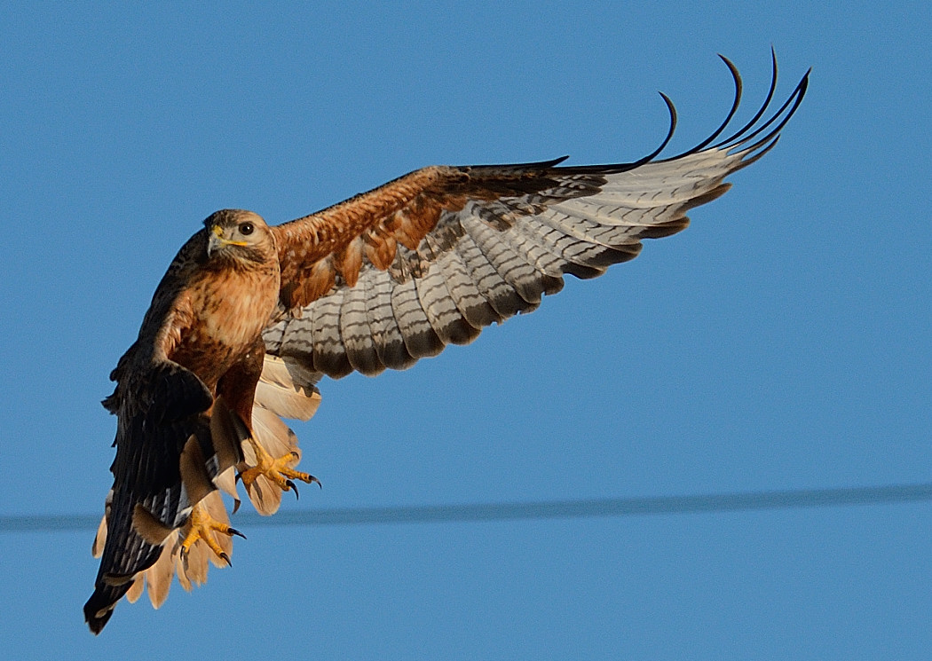 Long-legged Buzzard