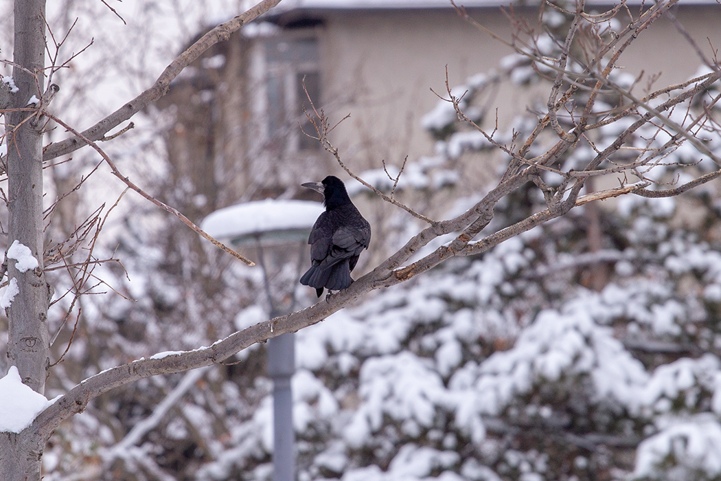 Rook