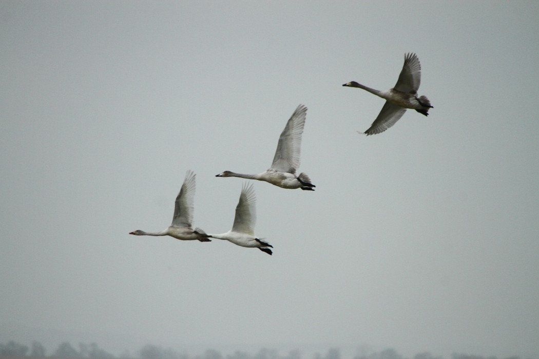 Whooper Swan