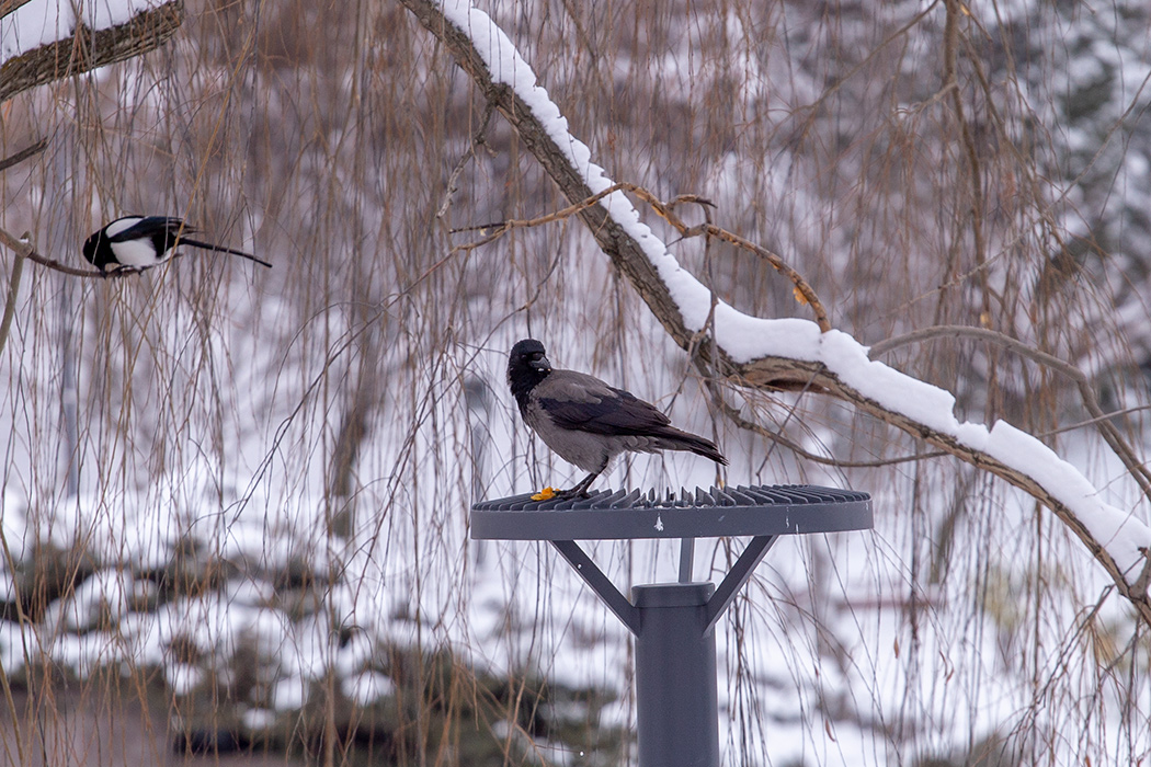 Hooded Crow