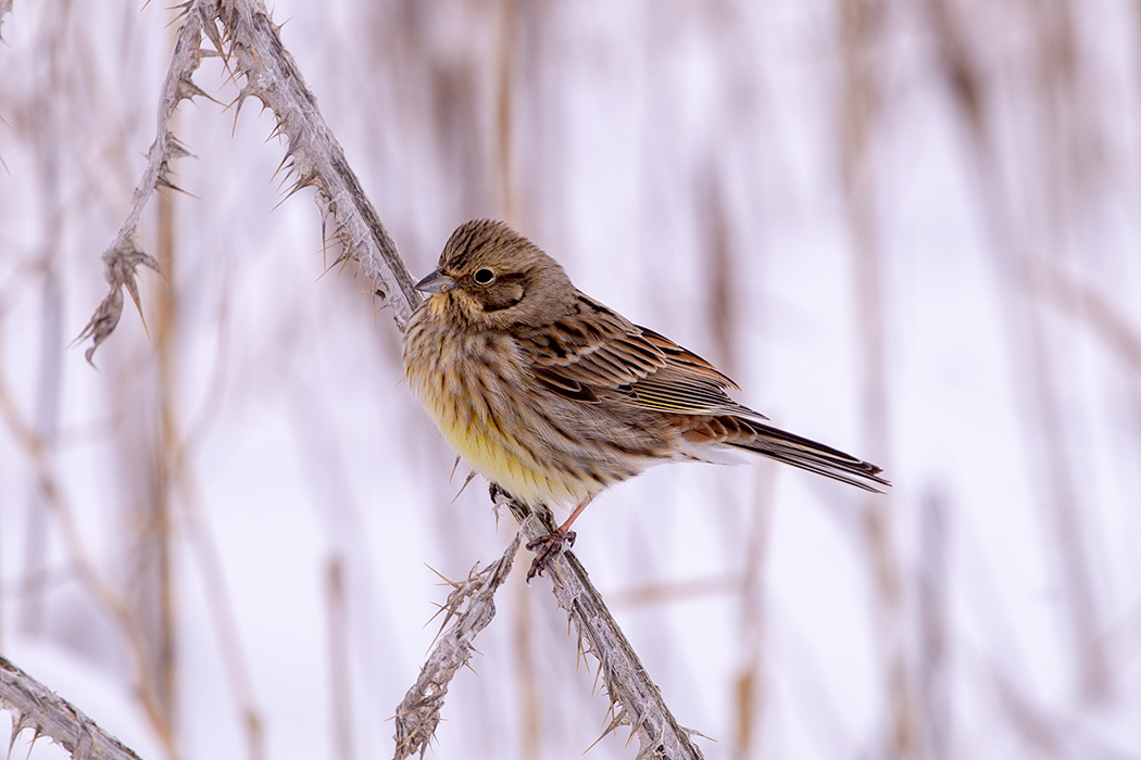 Yellowhammer
