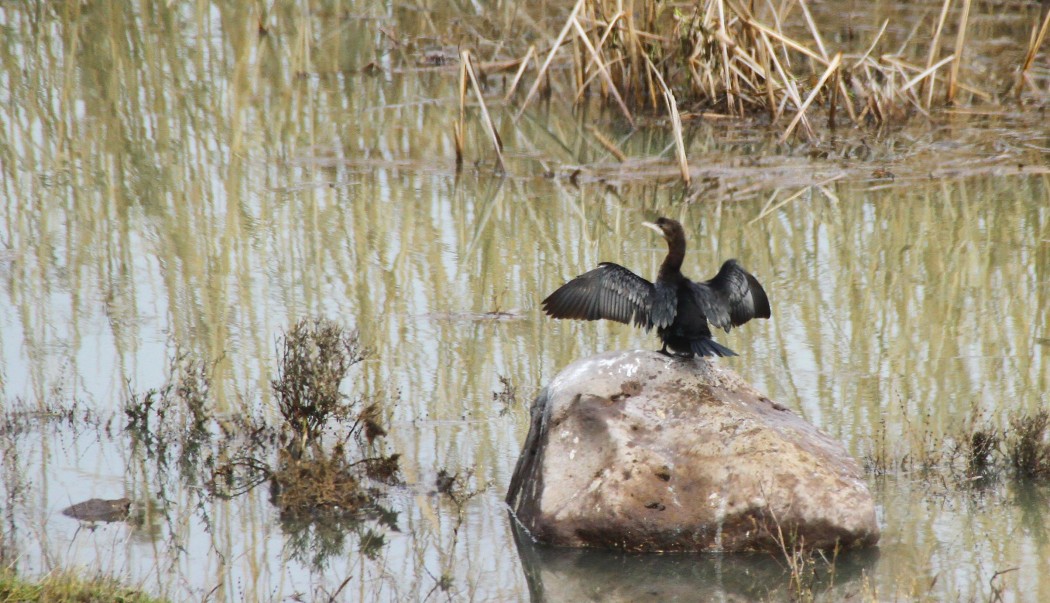 Pygmy Cormorant