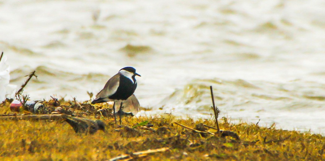 Spur-winged Lapwing