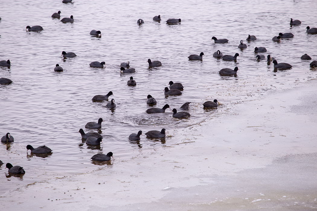 Eurasian Coot
