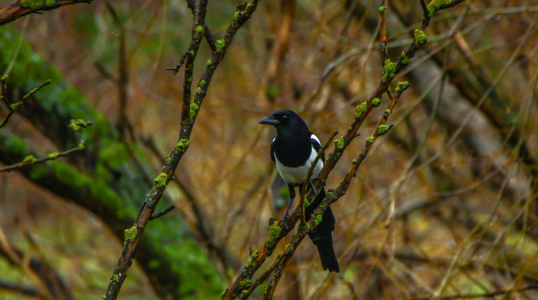 Eurasian Magpie