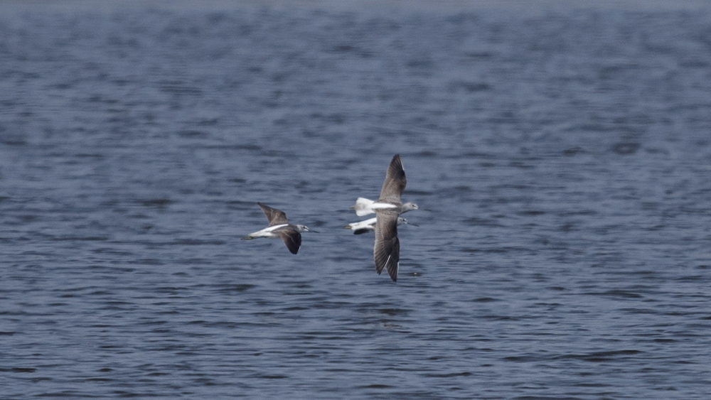 Marsh Sandpiper