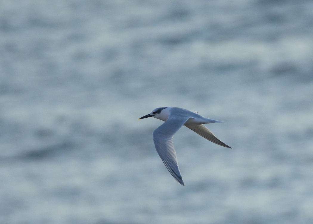 Sandwich Tern