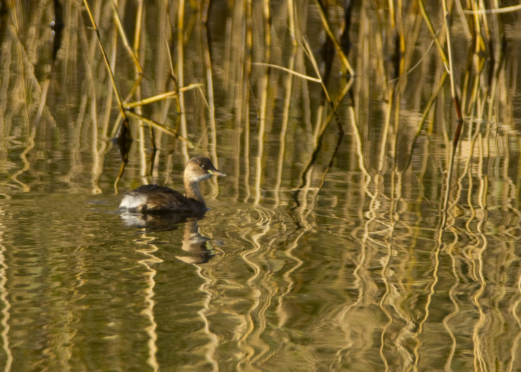 Little Grebe