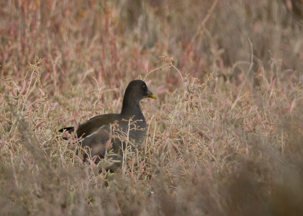 Common Moorhen