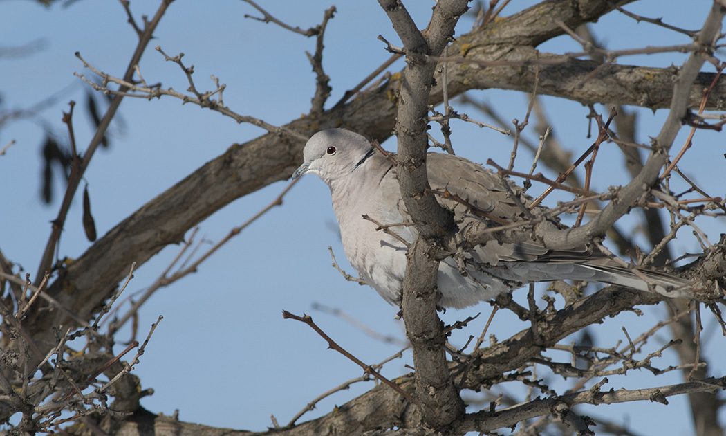 Eurasian Collared Dove