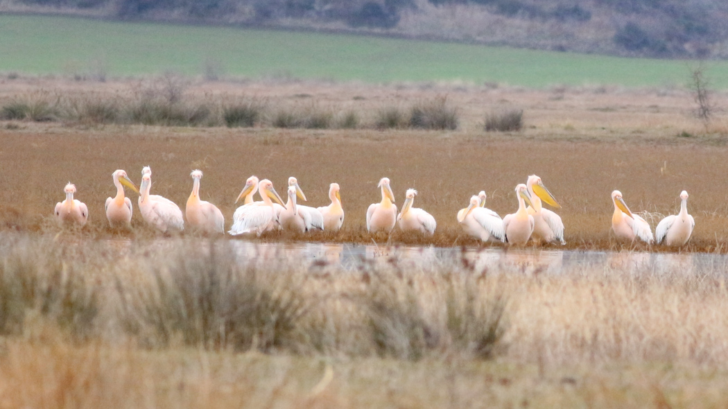 Great White Pelican