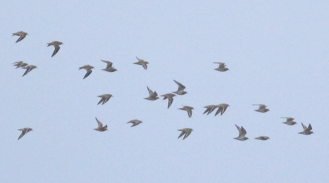 European Golden Plover