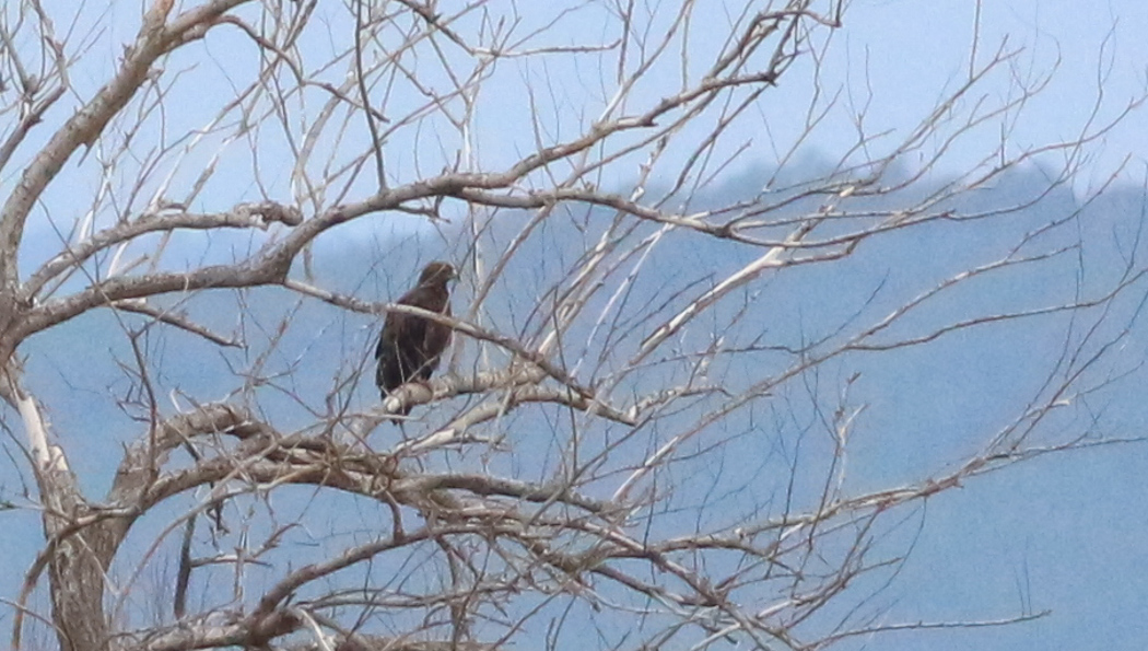 Greater Spotted Eagle