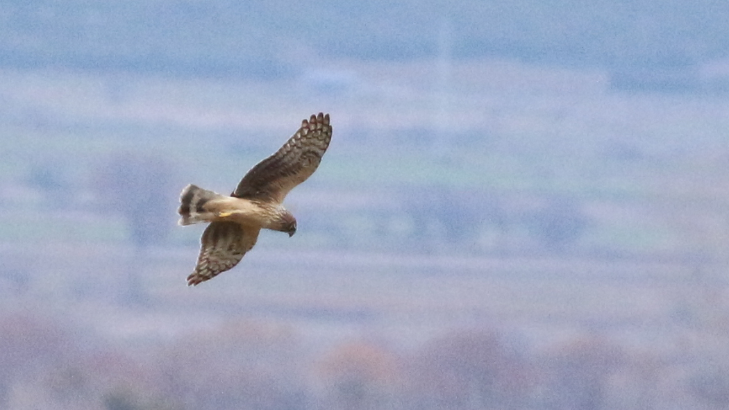 Hen Harrier