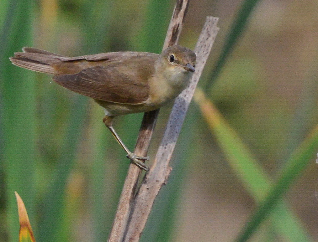 Common Reed Warbler