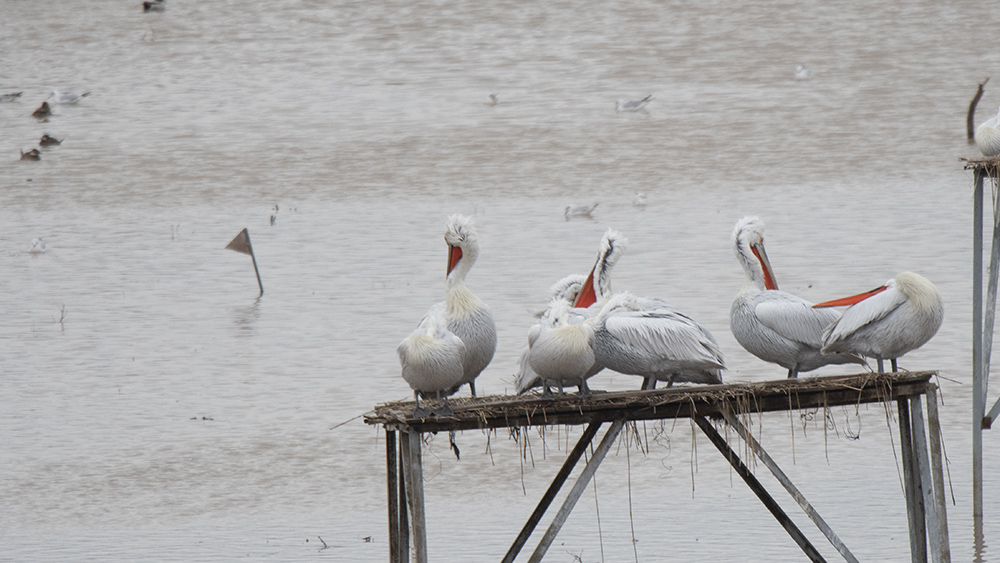Dalmatian Pelican