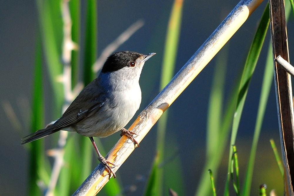 Eurasian Blackcap