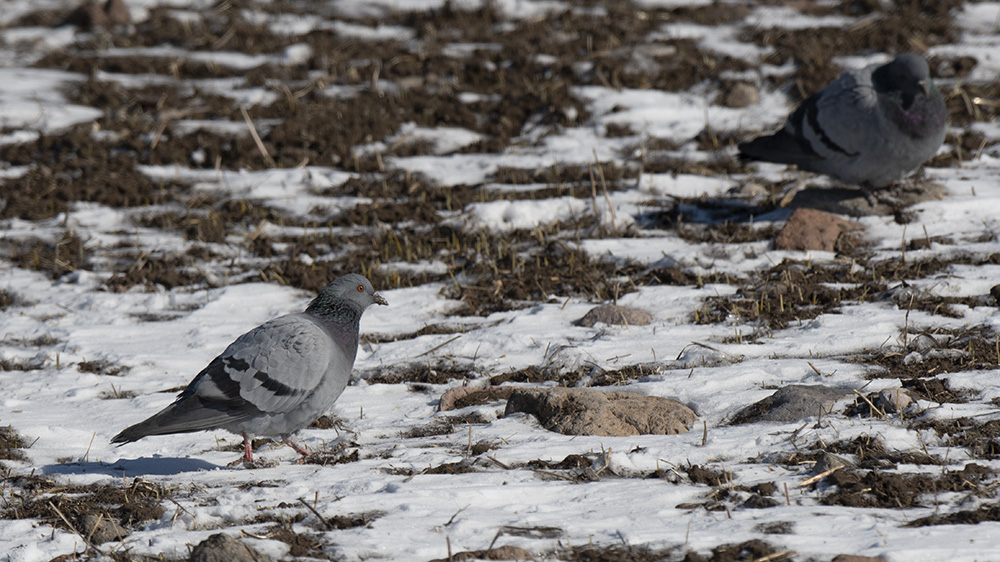 Rock Dove