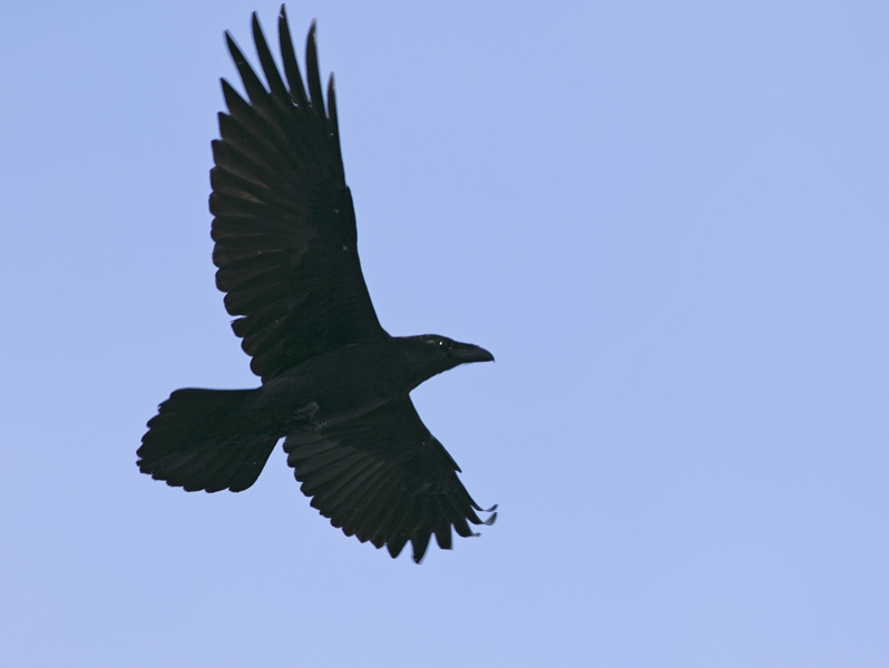 Northern Raven