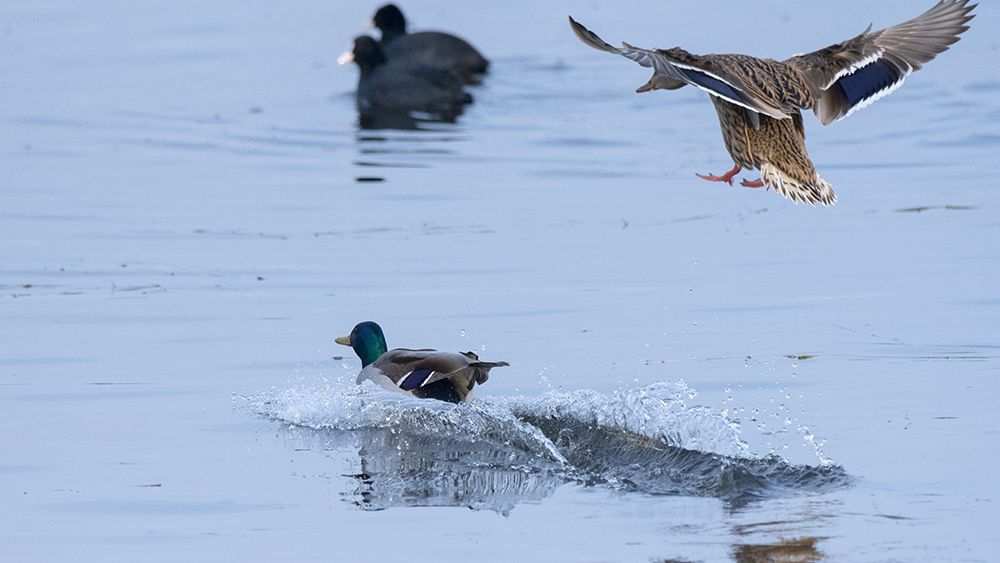 Mallard