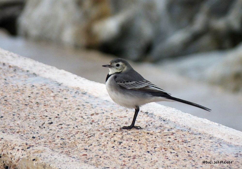 White Wagtail