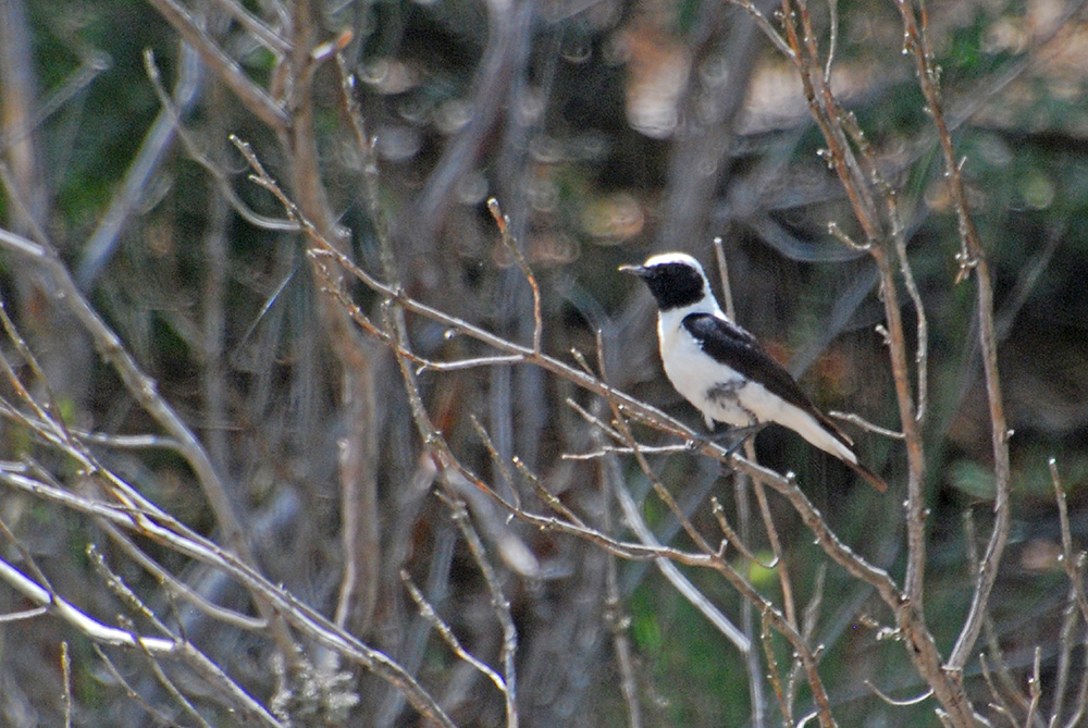 Black-eared Wheatear