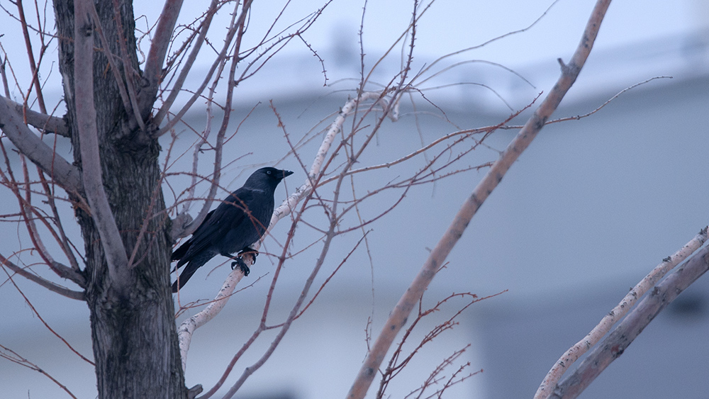 Western Jackdaw
