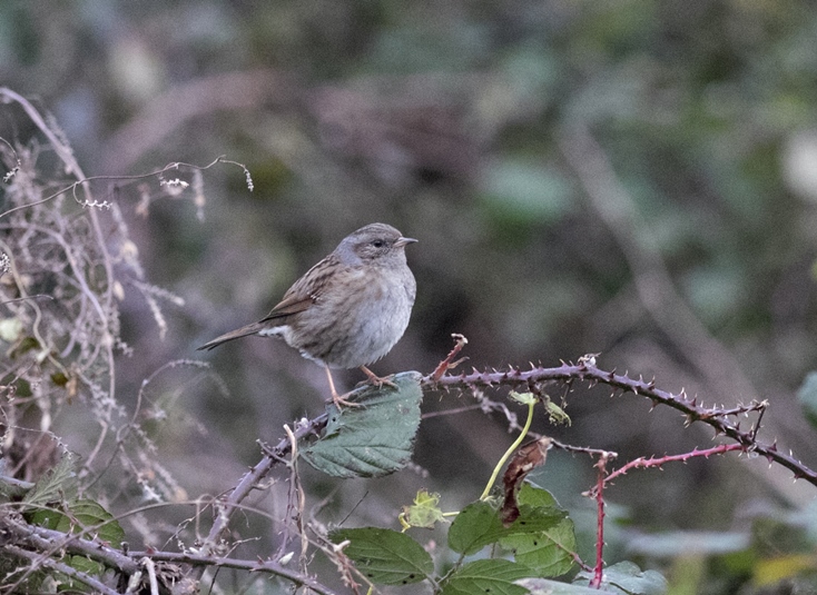 Dunnock