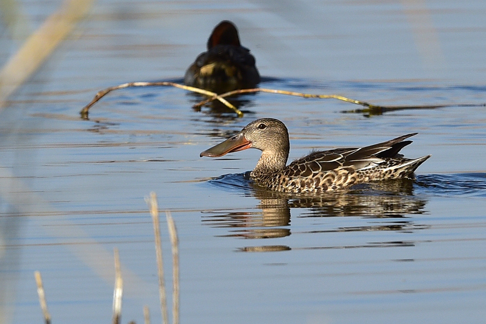 Northern Shoveler